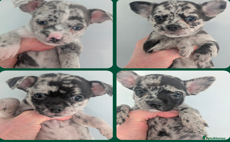 Chihuahua dogs Merle Chihuahua puppies  - Advert 13