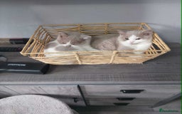British Shorthair cats for sale: quality kittens gccf registered - Image 25