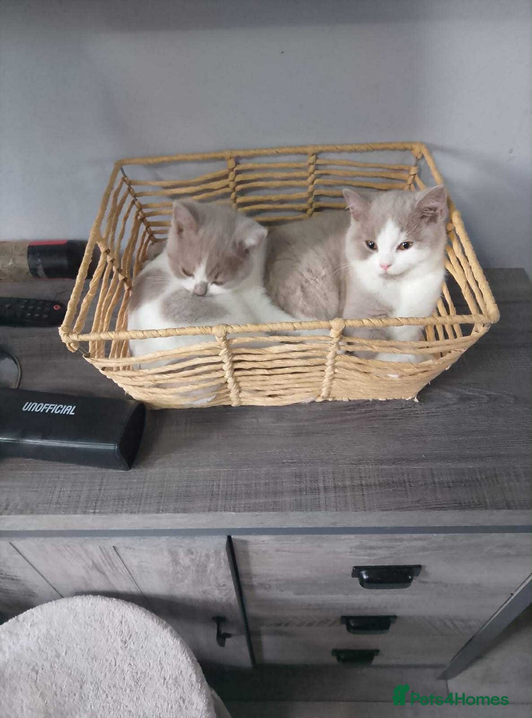 British Shorthair cats for sale: quality kittens gccf registered - Image 25