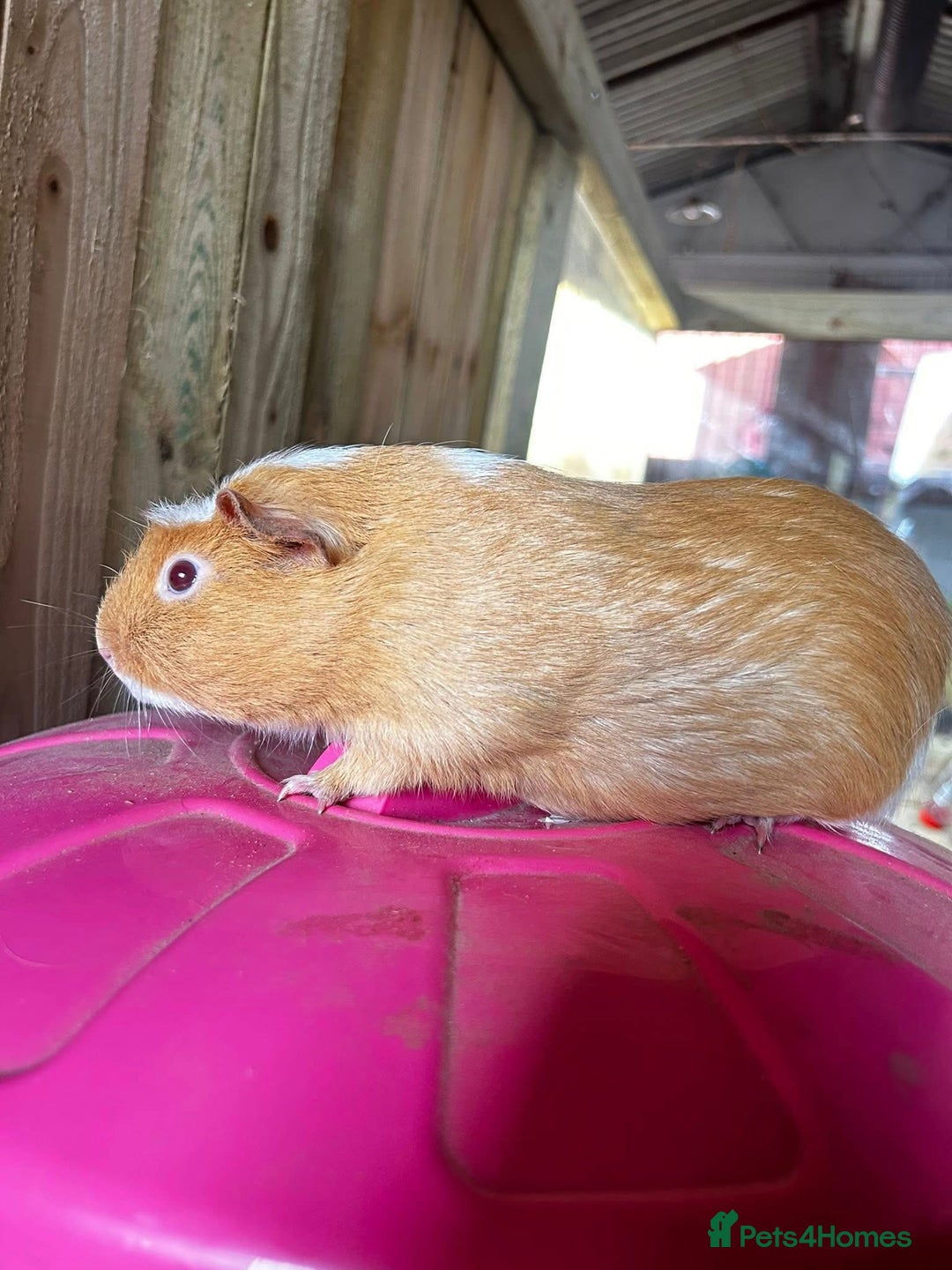 Guinea Pig rodents for sale: Guinea pigs / rescued guinea pigs - Advert 2