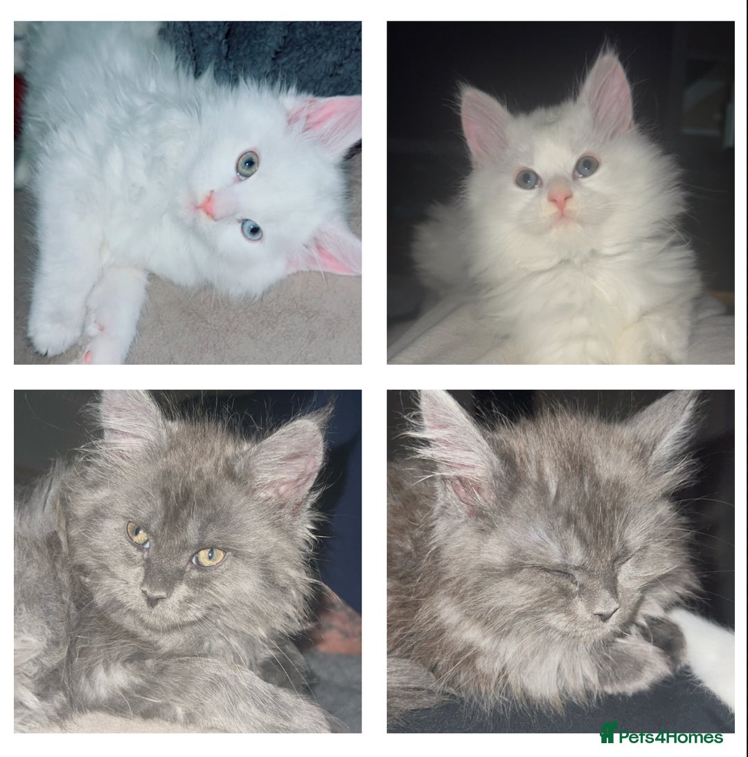 Maine Coon cats for sale: 2 odd eye male Mainecoon and 1 female smoke kitten - Advert 1