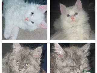 Maine Coon cats 2 odd eye male Mainecoon and 1 female smoke kitten - Advert 9