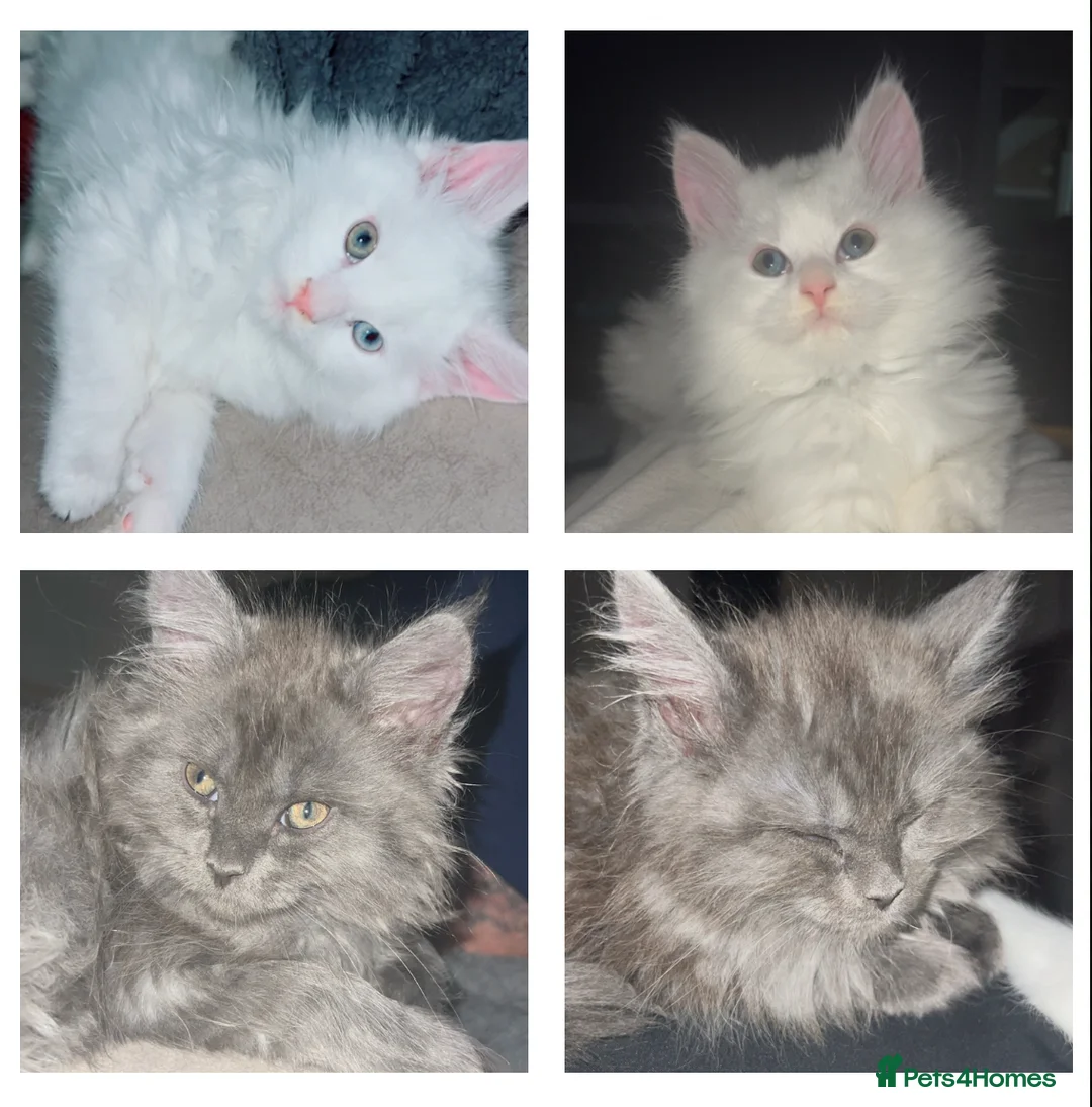 Maine Coon cats for sale: 2 odd eye male Mainecoon kittens - Advert 2