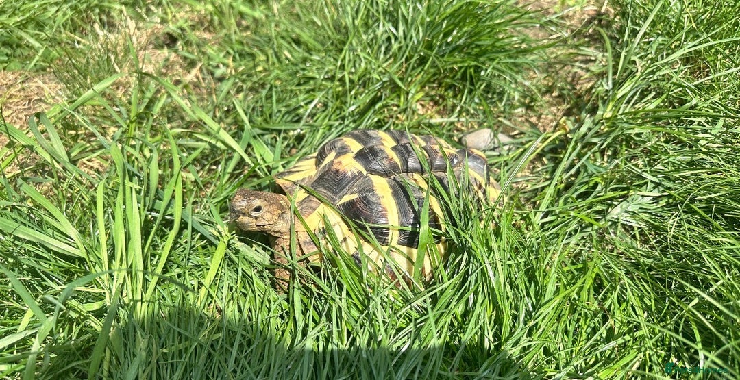 Hermann Tortoise reptiles for sale: Adult Hermann tortoise - Prickle - Advert 2