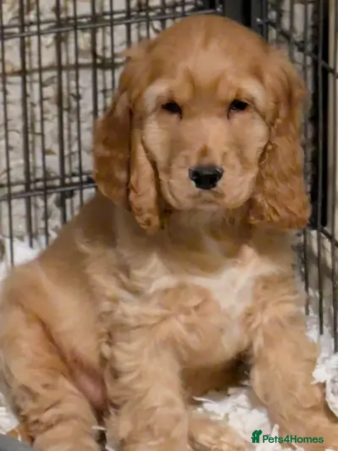 Cocker Spaniel dogs for sale: Gorgeous Gold & Solid Blk Show Boy Pups Available! - Advert 2