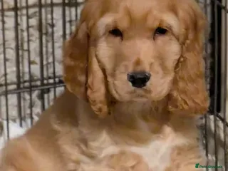 Cocker Spaniel dogs Gorgeous Gold & Solid Blk Show Boy Pups Available! - Advert 10