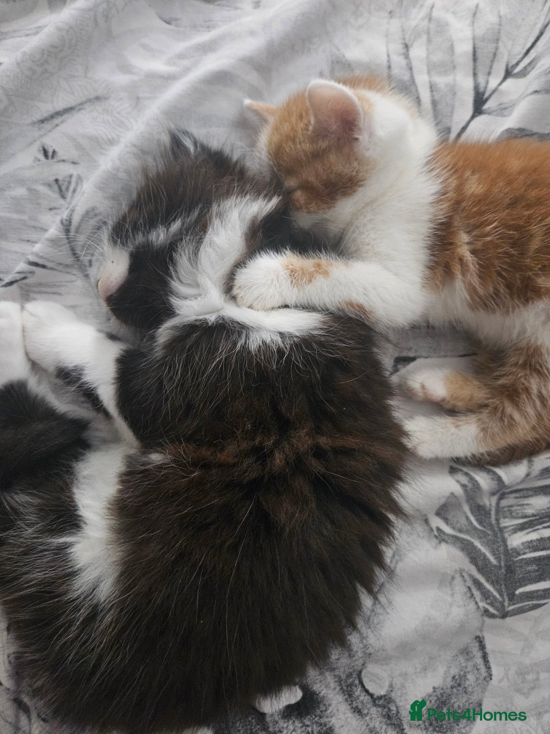 Mixed Breed birds for sale: Adorable kittens looking for forever home  - Image 6