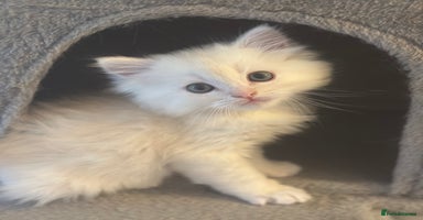 Mixed Breed cats Beautiful Perdoll Kittens🐾 ONE LITTLE BOY LEFT 🩵 - Advert 10