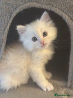 Mixed Breed cats Beautiful Perdoll Kittens🐾 ONE LITTLE BOY LEFT 🩵 - Advert 10