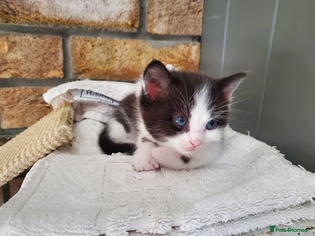 Mixed Breed cats for sale: Half pedigree kittens - Image 9