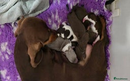 Dachshund dogs for sale: Long and short haired dachshund puppies - Image 8