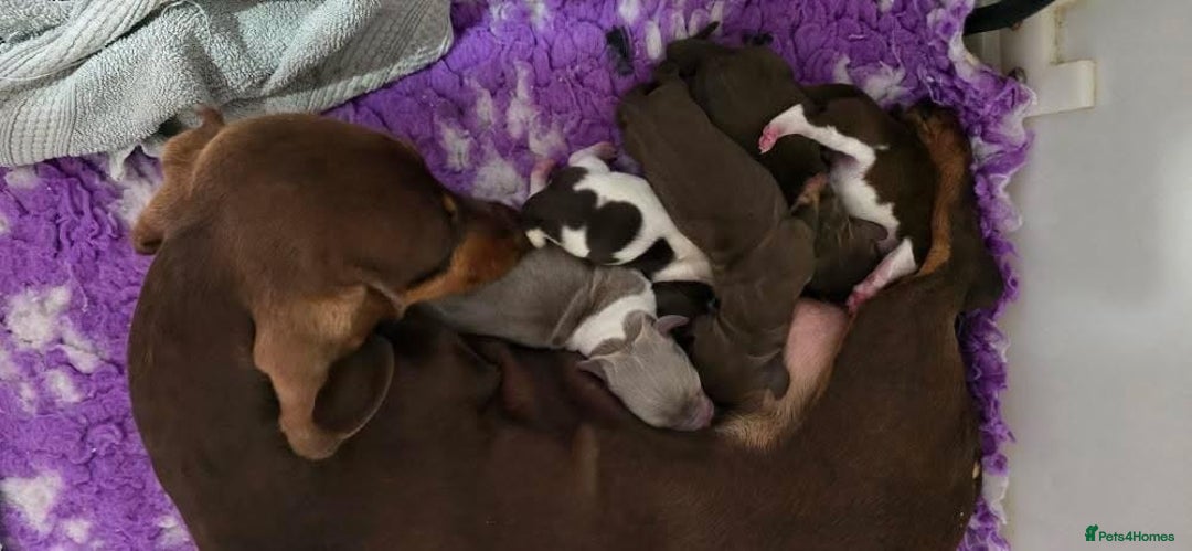Dachshund dogs for sale: Long and short haired dachshund puppies - Image 8