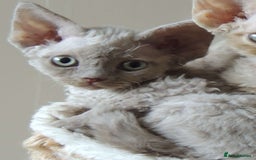 Devon Rex cats for sale: Beautiful Devon Rex Kittens - GCCF registered - Image 7