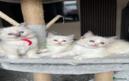 Ragdoll cats for sale: Registered Ragdoll kitttens for sale - Image 12