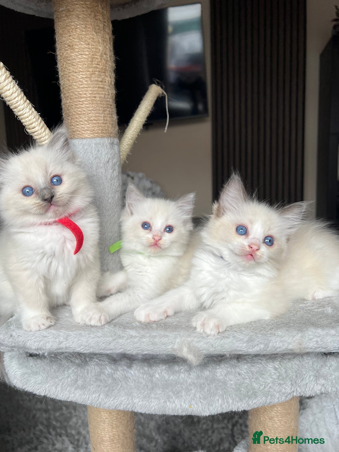 Ragdoll cats for sale: Registered Ragdoll kitttens for sale - Image 12