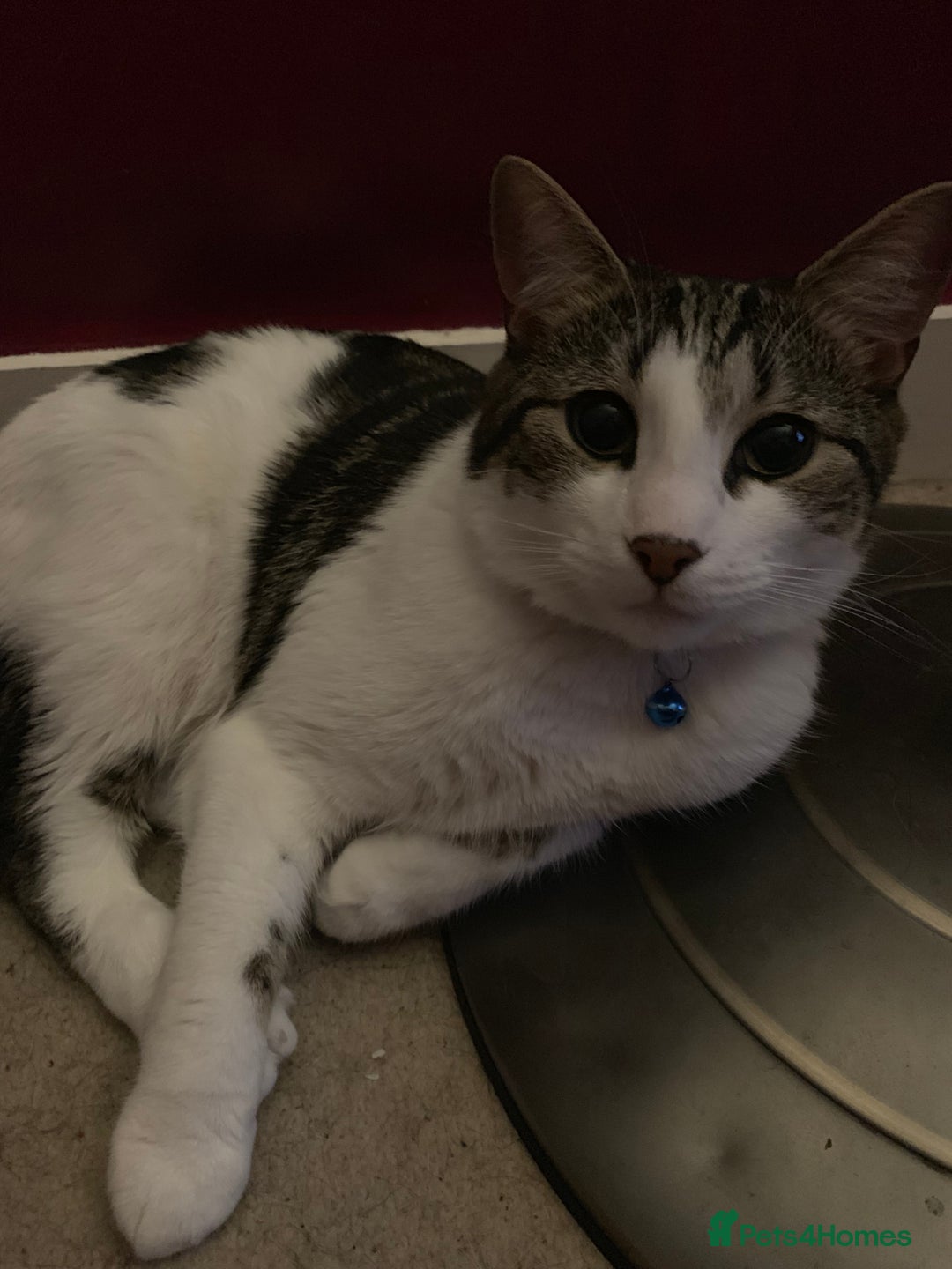 Domestic Shorthair cats for sale: Male domestic shorthair tabby cat  - Advert 3