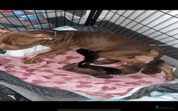 Mixed Breed dogs for sale: Labrador cross  - Image 8