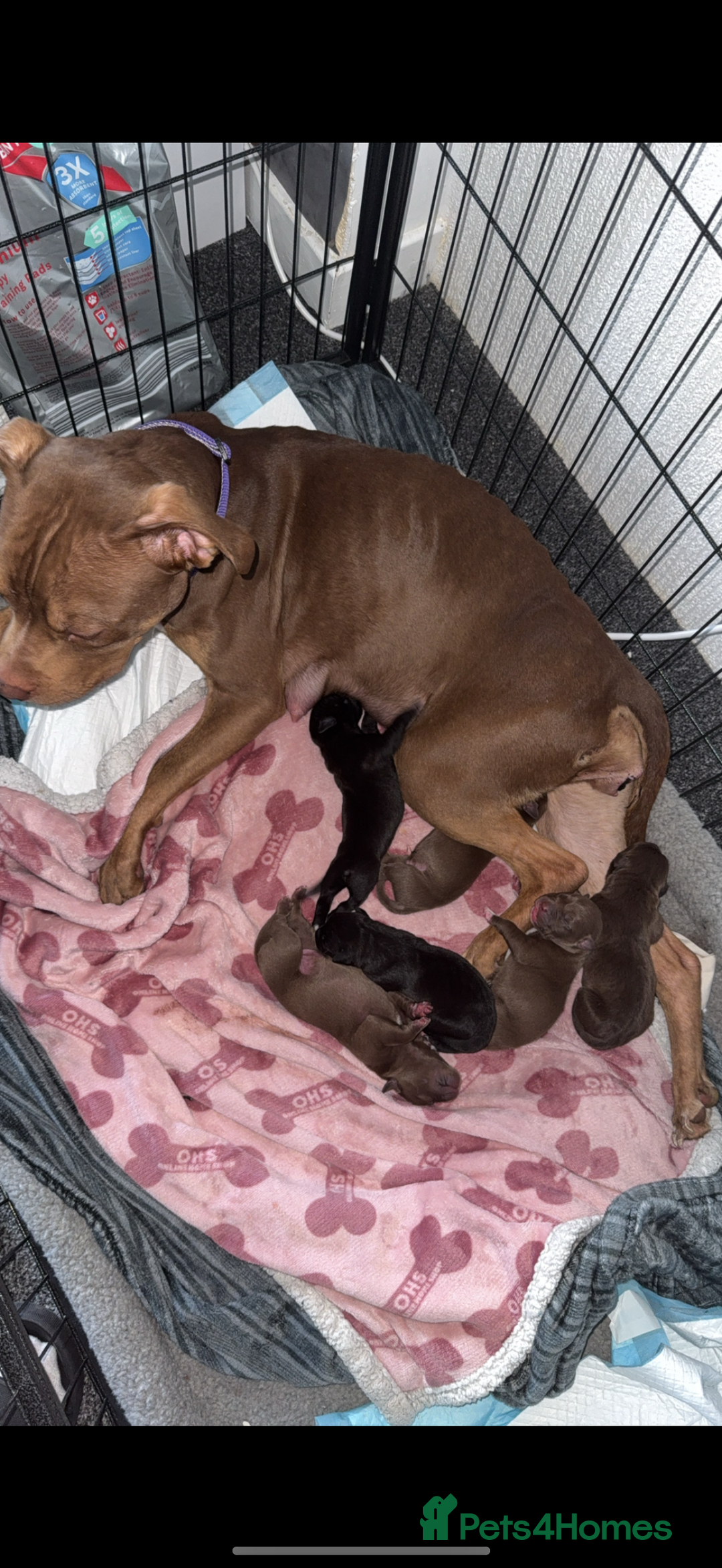 Mixed Breed dogs for sale: Labrador cross  - Image 8