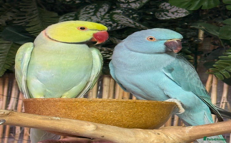 Ringnecks birds - Advert 2