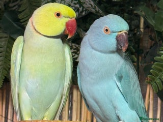 Ringnecks birds - Advert 1