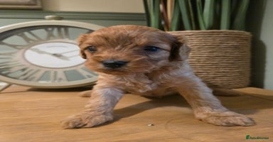 Cavapoo dogs - Advert 13