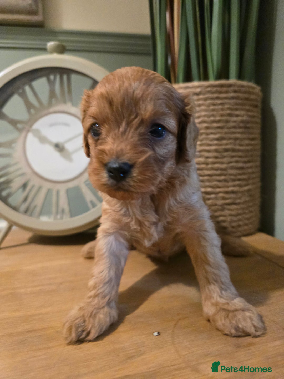 Cavapoo dogs for sale: Stunning F1 Cavapoo  - Image 3