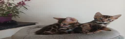 Bengal cats for sale: NEW PRICE ONLY 1 BENGAL BEAUTY LEFT ‼️‼️❣️ - Advert 8