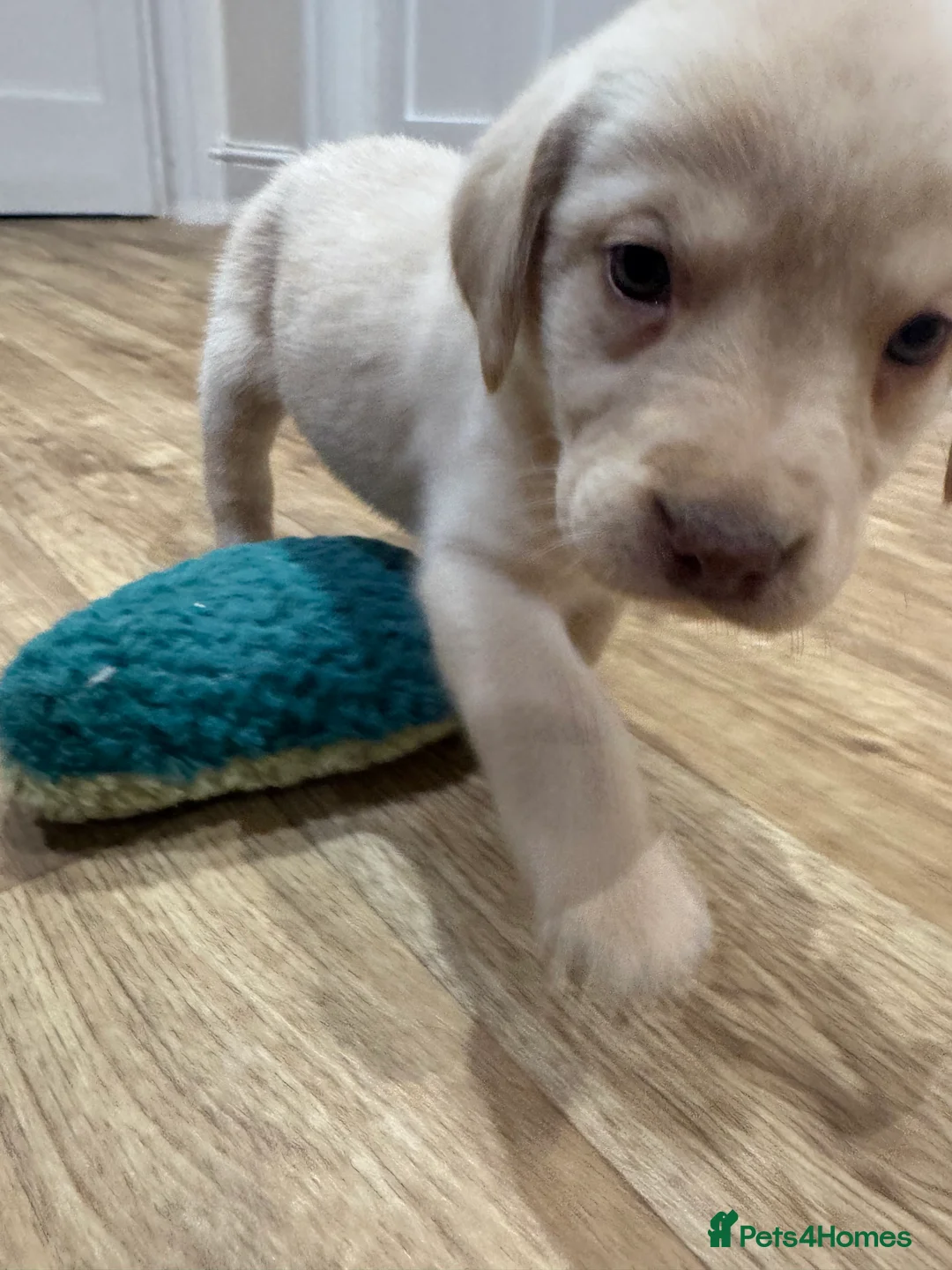 Labrador Retriever dogs for sale: Beautiful Chocolate and Yellow working Labradors  - Advert 29