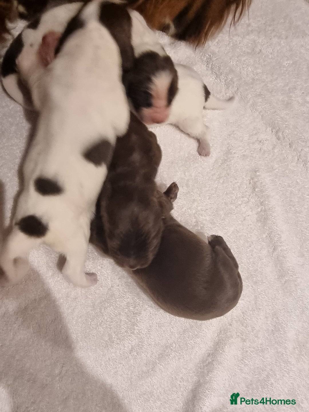 Sprocker dogs for sale: 6 gorgeous sprocket puppies  - Advert 6