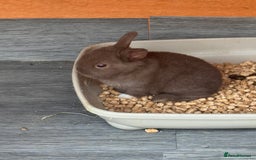 Mixed Breed rabbits for sale: mixed breed baby bunnies  - Image 23