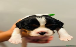 Cavalier King Charles Spaniel dogs for sale: 🐶 Beautiful Cavalier King Charles Puppies - Image 9