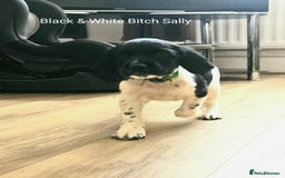 English Springer Spaniel dogs for sale: English KC Reg Springer Spaniels For Sale - Image 8