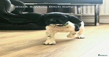 English Springer Spaniel dogs - Advert 10