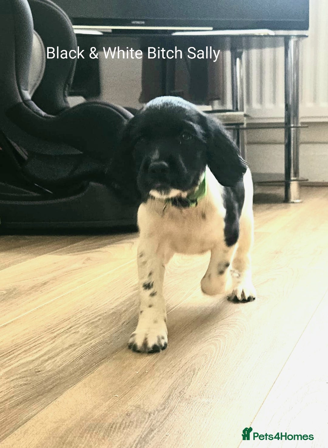English Springer Spaniel dogs for sale: English KC Reg Springer Spaniels For Sale - Image 8