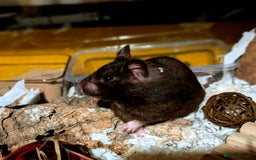 Hamster rodents for sale: Female Syrian for Adoption  - Image 7
