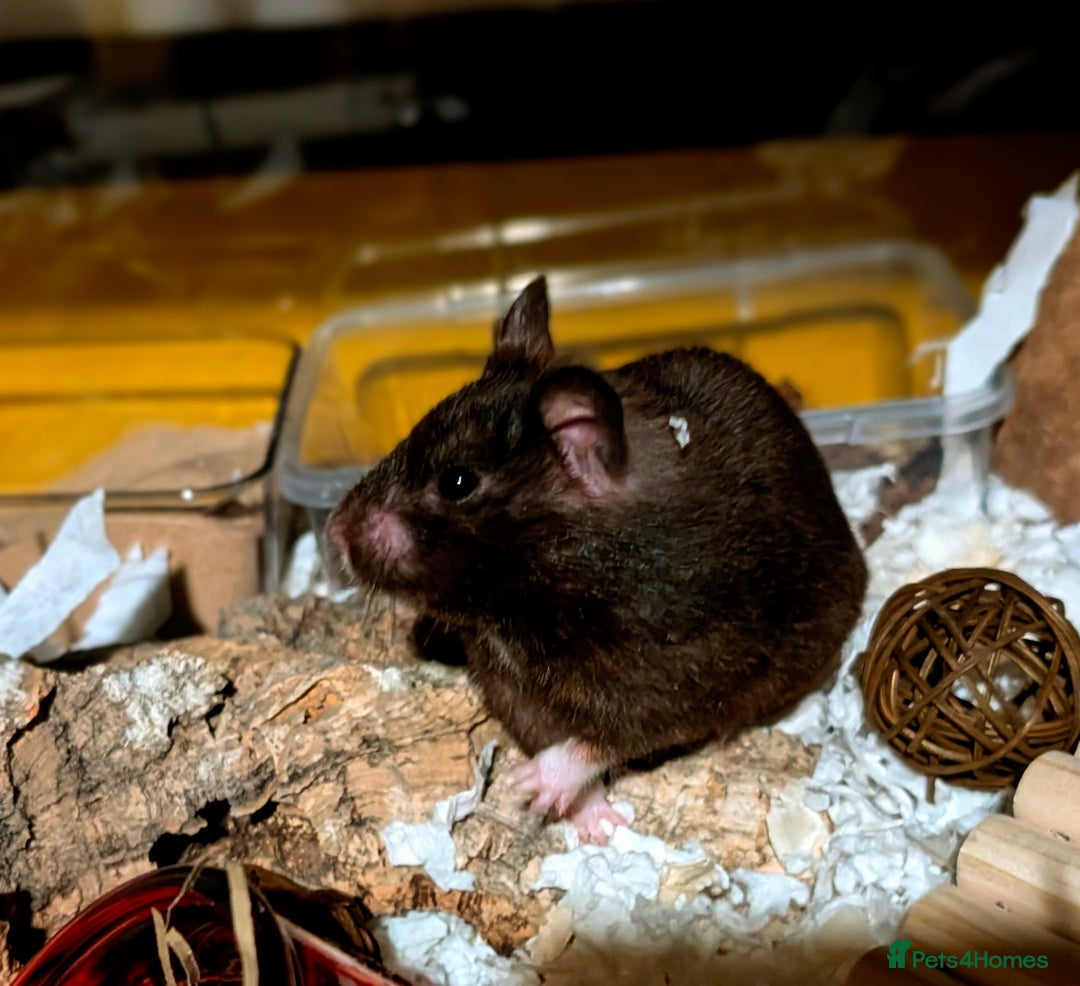 Hamster rodents for sale: Female Syrian for Adoption  - Image 7