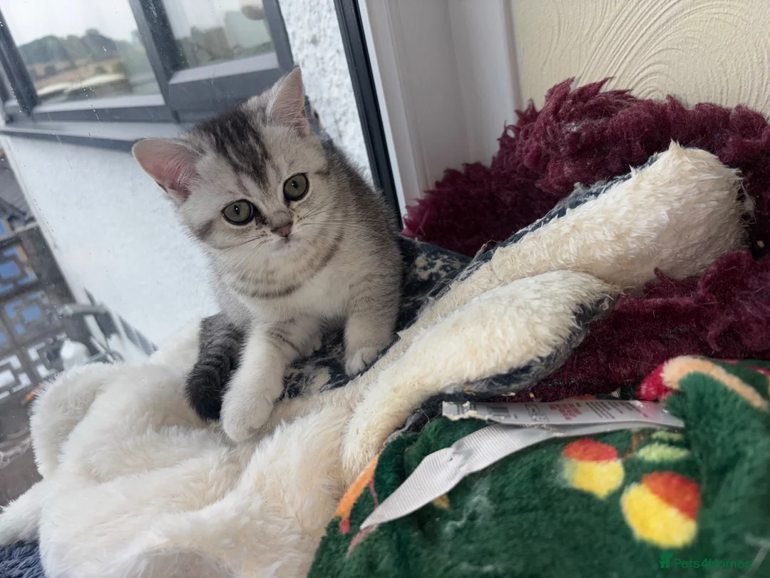 British Shorthair cats for sale: BSH GCCF registered silver chinchilla last girl - Advert 14