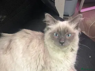 Ragdoll cats pure ragdoll kitten - Advert 4