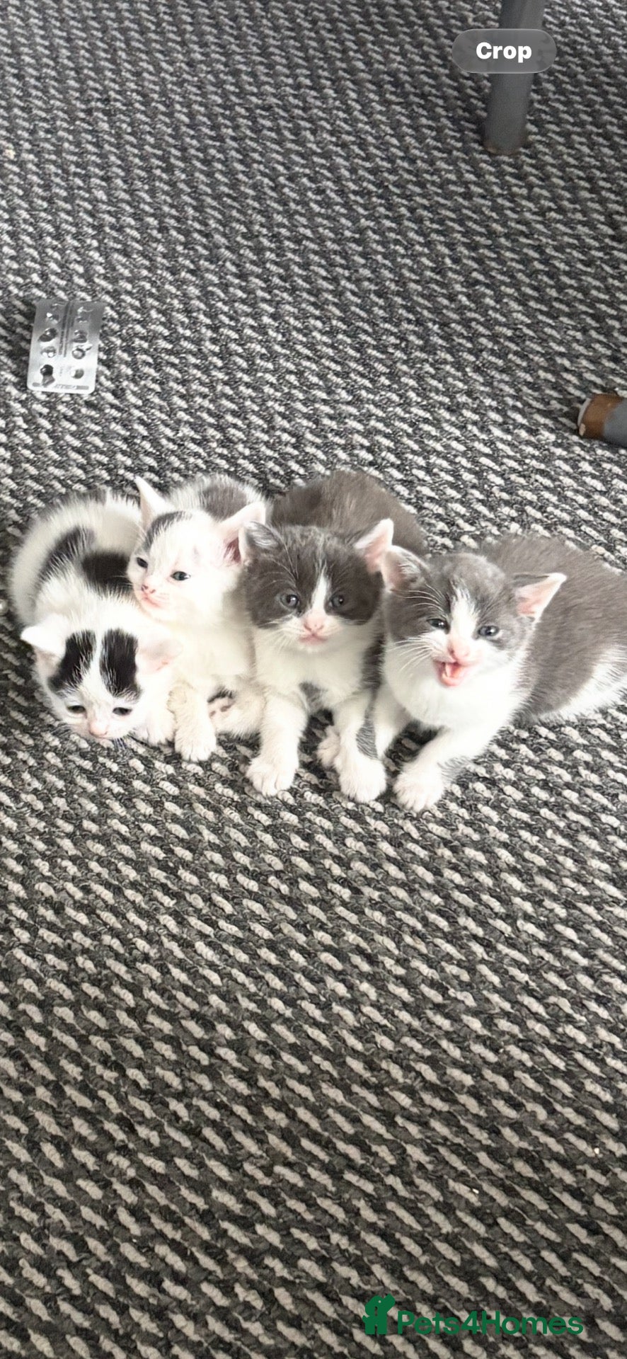 Domestic Shorthair cats for sale: kittens ready to go now🐾 - Advert 3