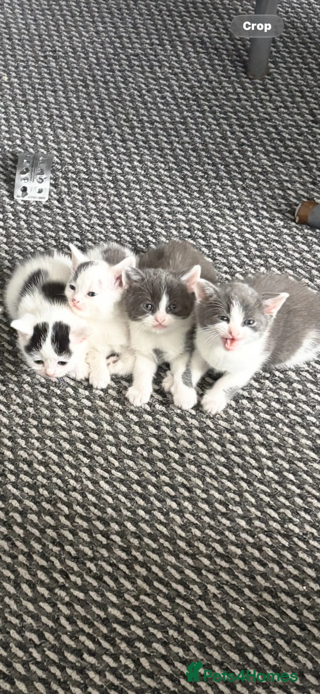 Domestic Shorthair cats for sale: kittens ready to go now🐾 in Nottingham - Advert 1