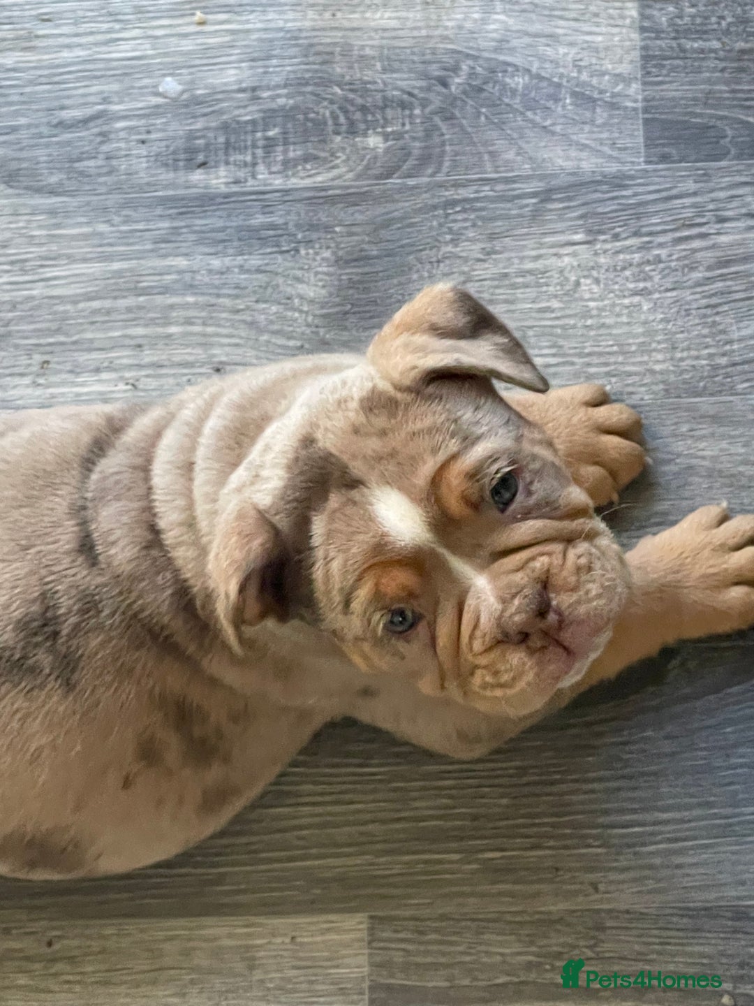 Olde English Bulldogge dogs for sale: Olde English Bulldogs - Advert 39