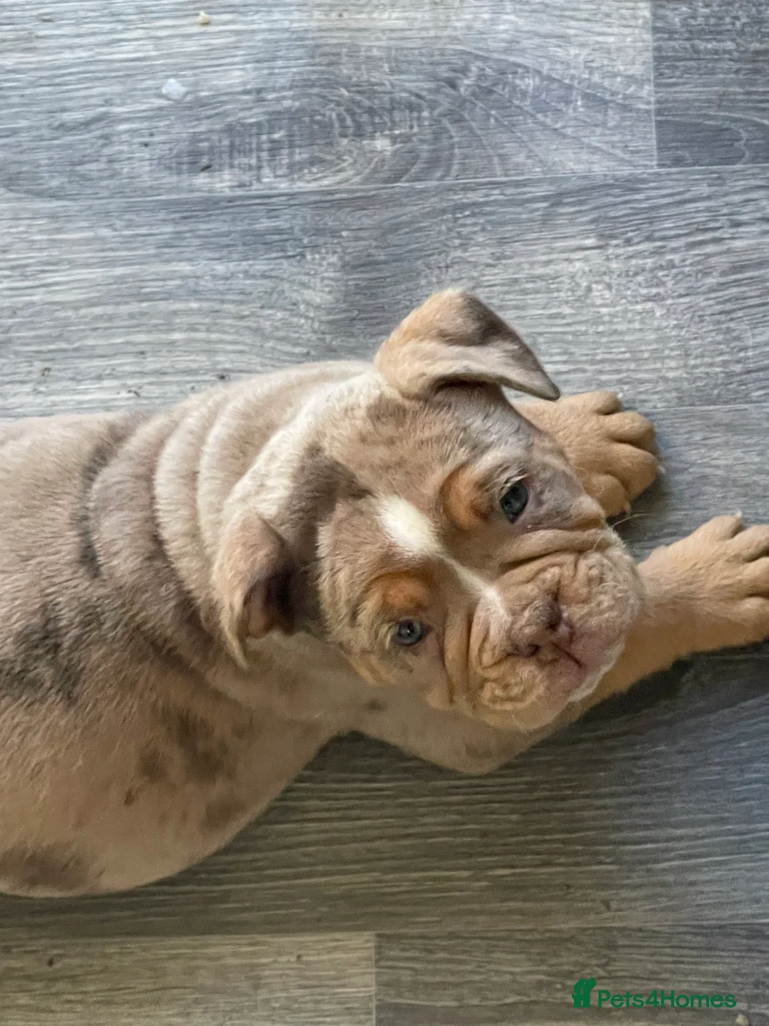 Olde English Bulldogge dogs for sale: Olde English Bulldogs - Advert 34