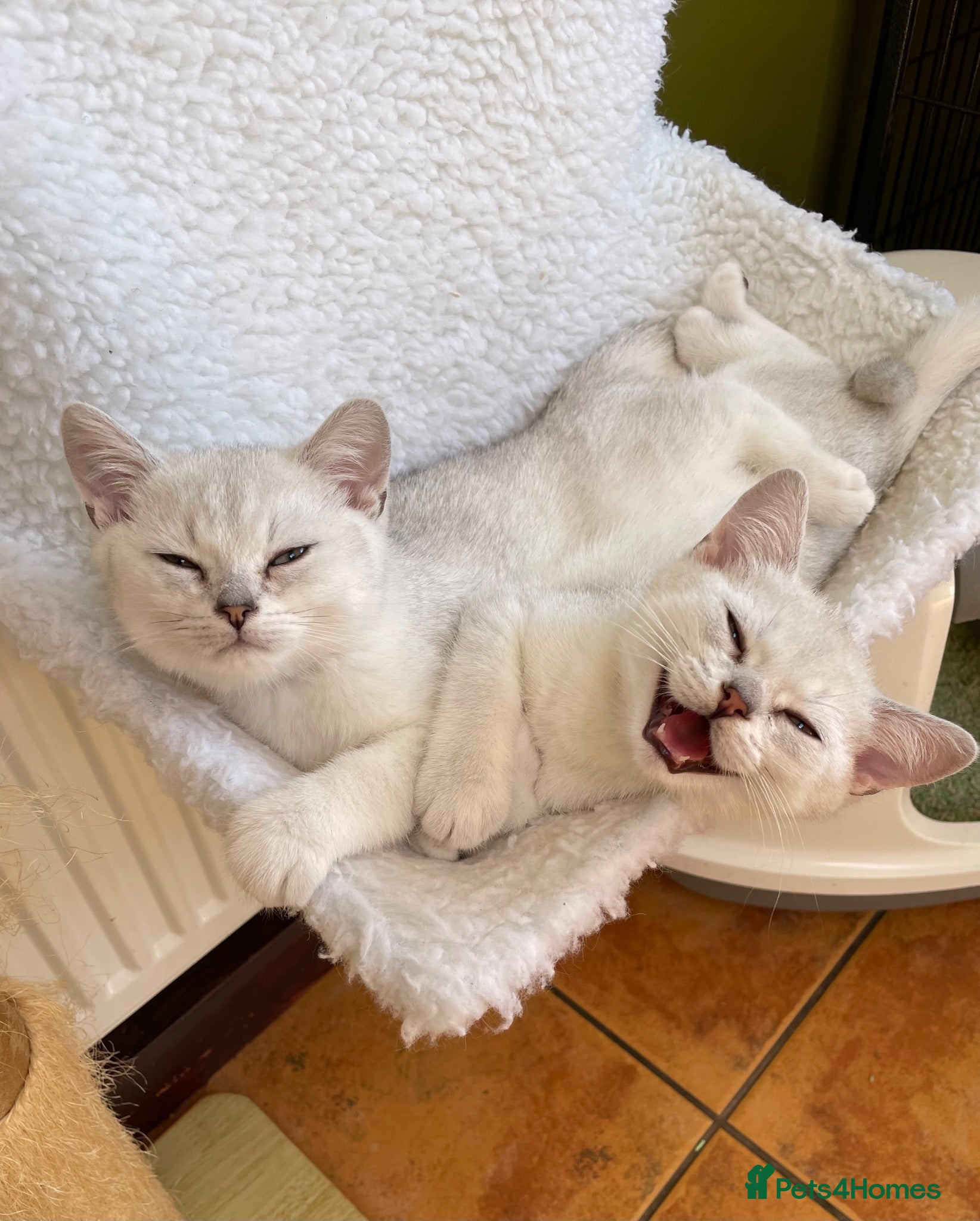 British Shorthair cats BSH Silver/Black Tipped Boys GCCF Registered  - Advert 2
