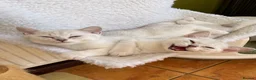 British Shorthair cats for sale: BSH Silver/Black Tipped Boys GCCF Registered  - Advert 12