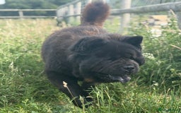 Chow Chow dogs for sale: Stunning Black Male Chow Chow in Colchester - Image 1