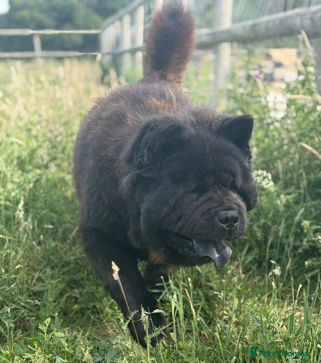 Chow Chow dogs for sale: Stunning Black Male Chow Chow in Colchester - Image 1