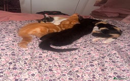 British Shorthair cats for sale: Black female kitten  - Advert 9