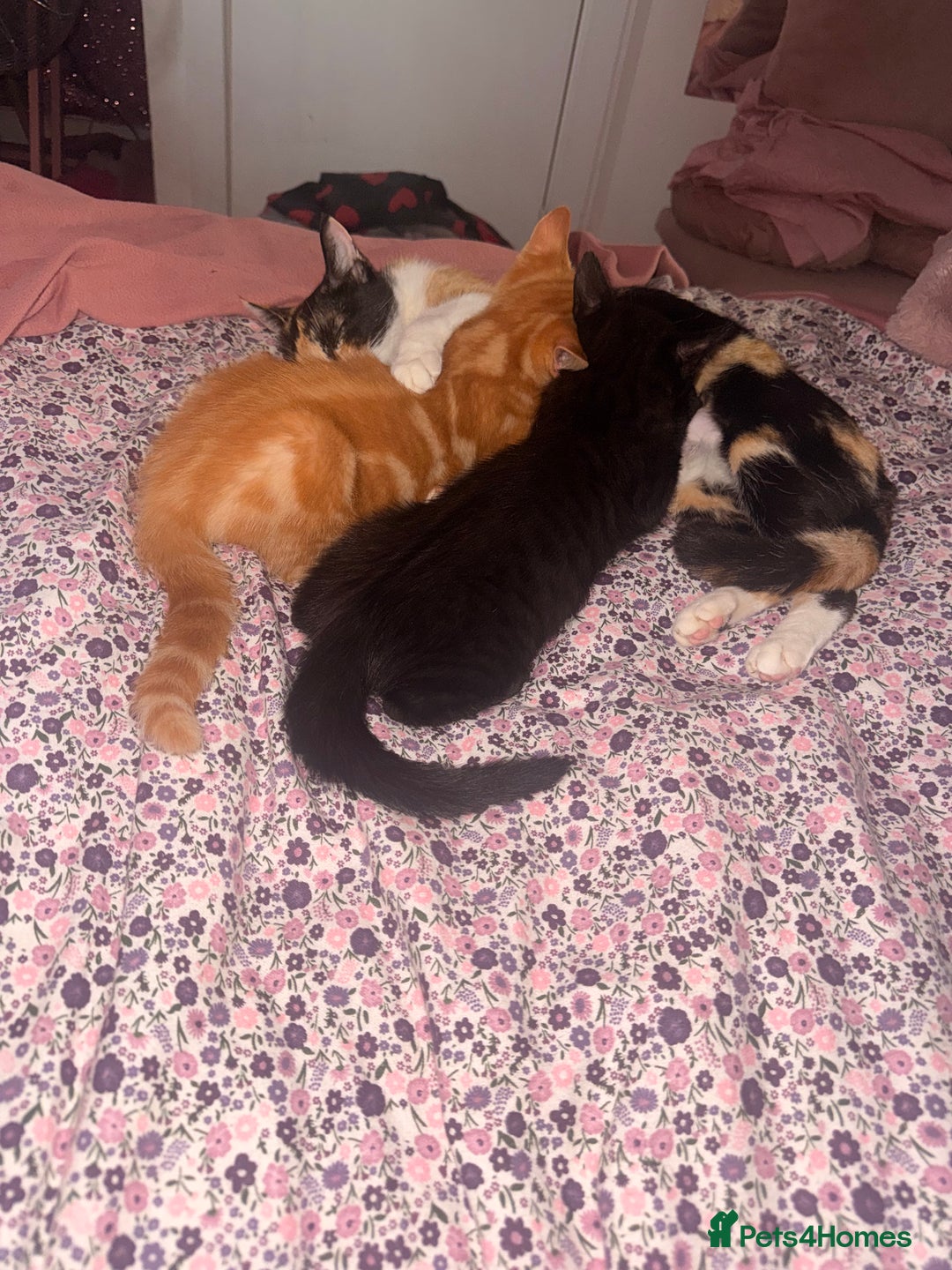 British Shorthair cats for sale: Black female kitten  - Advert 9