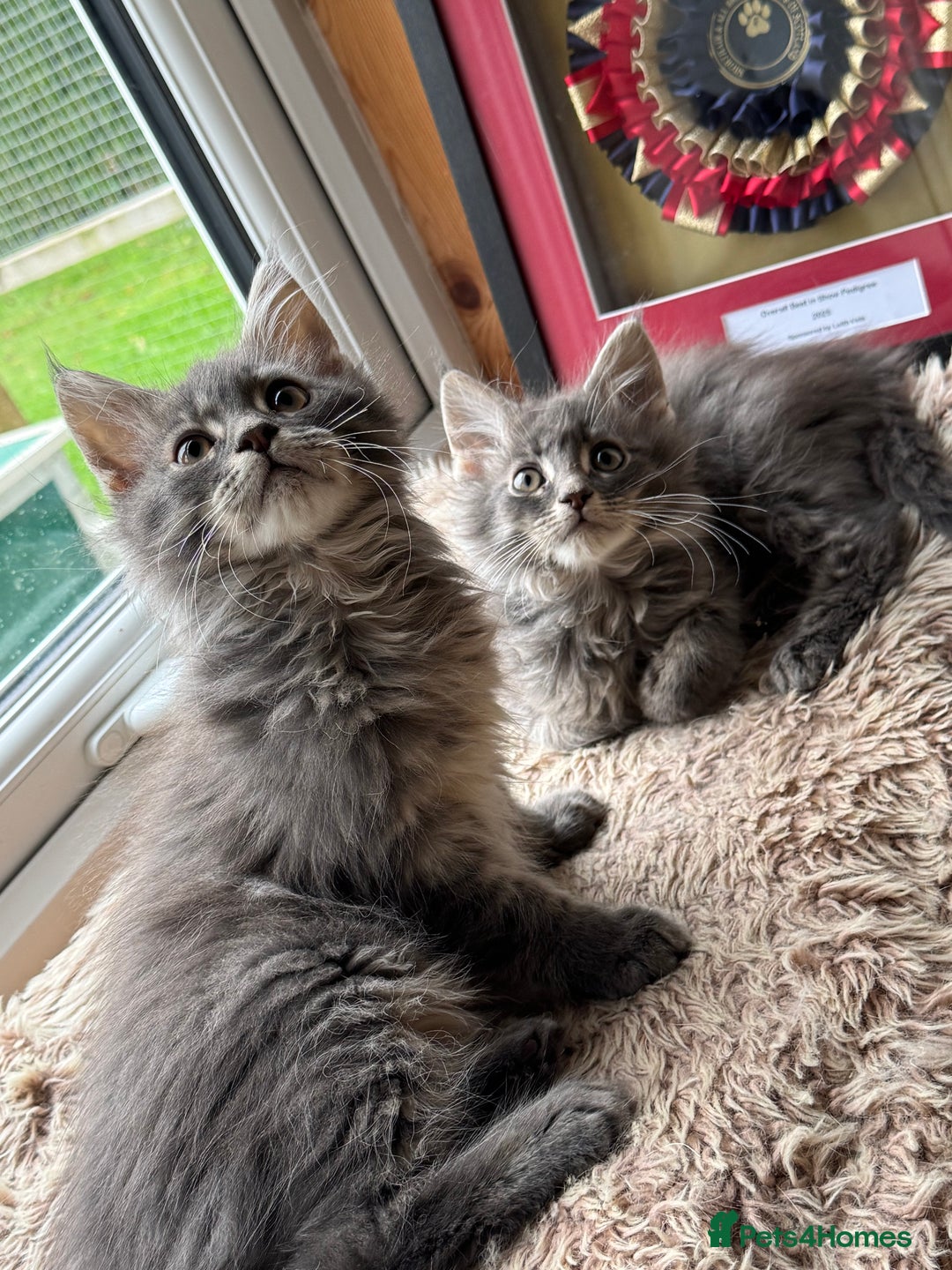 Maine Coon cats for sale: Ready NOW! TICA splendid Maine Coon - Image 32