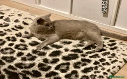 British Shorthair cats for sale: British Shorthair Boy - Image 7